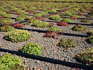 GREEN ROOFING FOR COMMERCIAL BUILDINGS