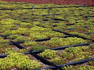 GREEN ROOFING FOR COMMERCIAL BUILDINGS