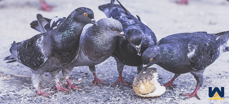 birds pecking spray foam roofing